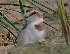 Kentish Plover