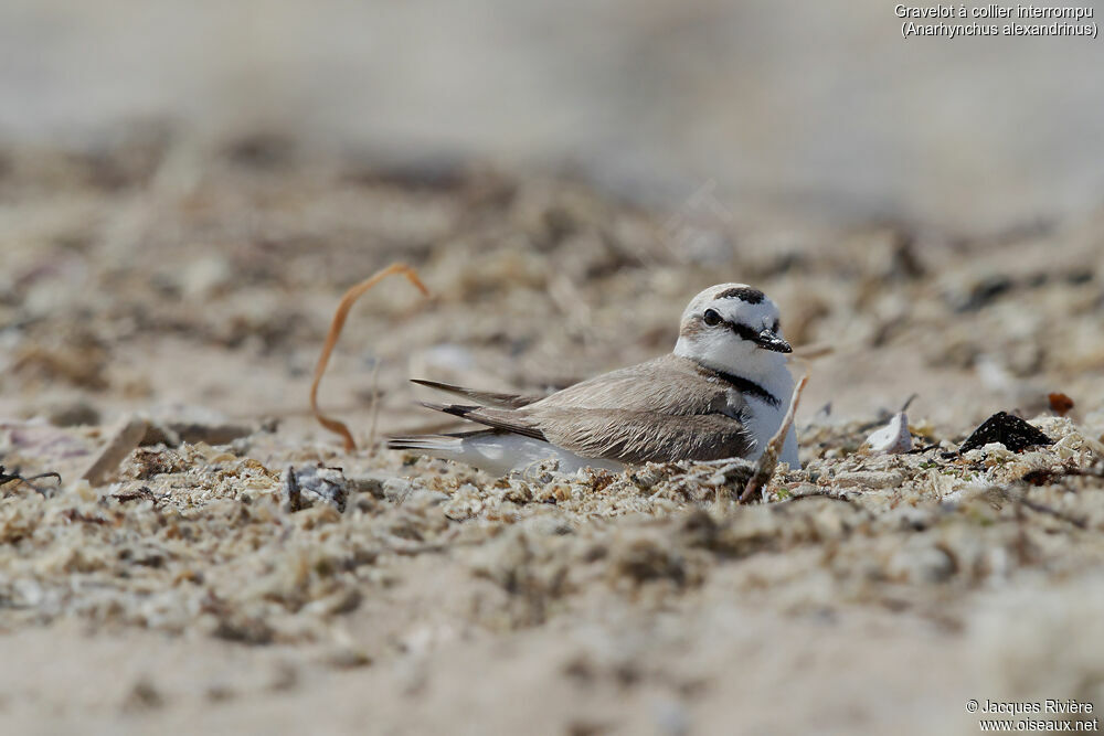 Kentish Plover male adult, Reproduction-nesting