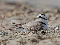 Kentish Plover