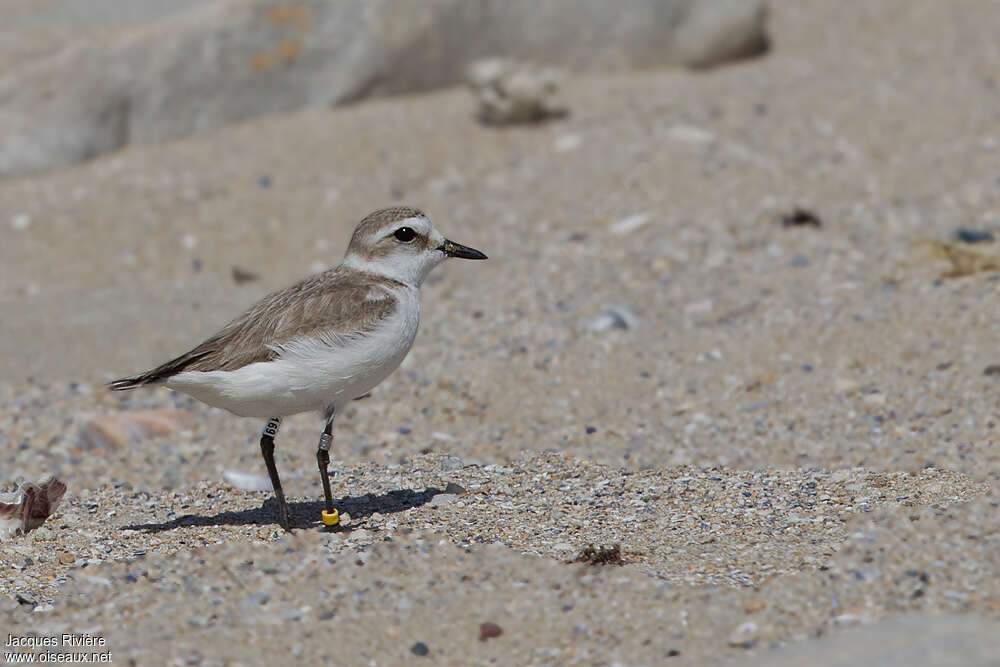 Kentish Plover female adult breeding, identification