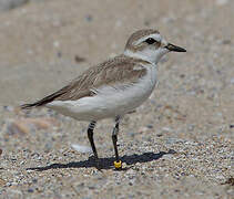 Kentish Plover