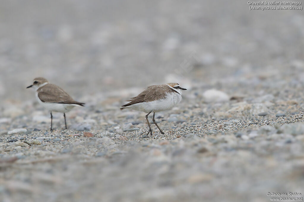 Kentish Ploveradult breeding, courting display