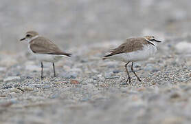 Kentish Plover