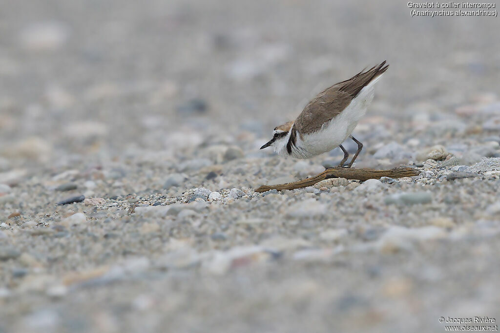 Kentish Plover male adult breeding, identification, courting display