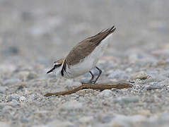 Kentish Plover