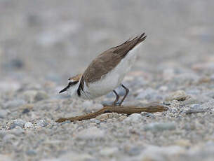 Gravelot à collier interrompu