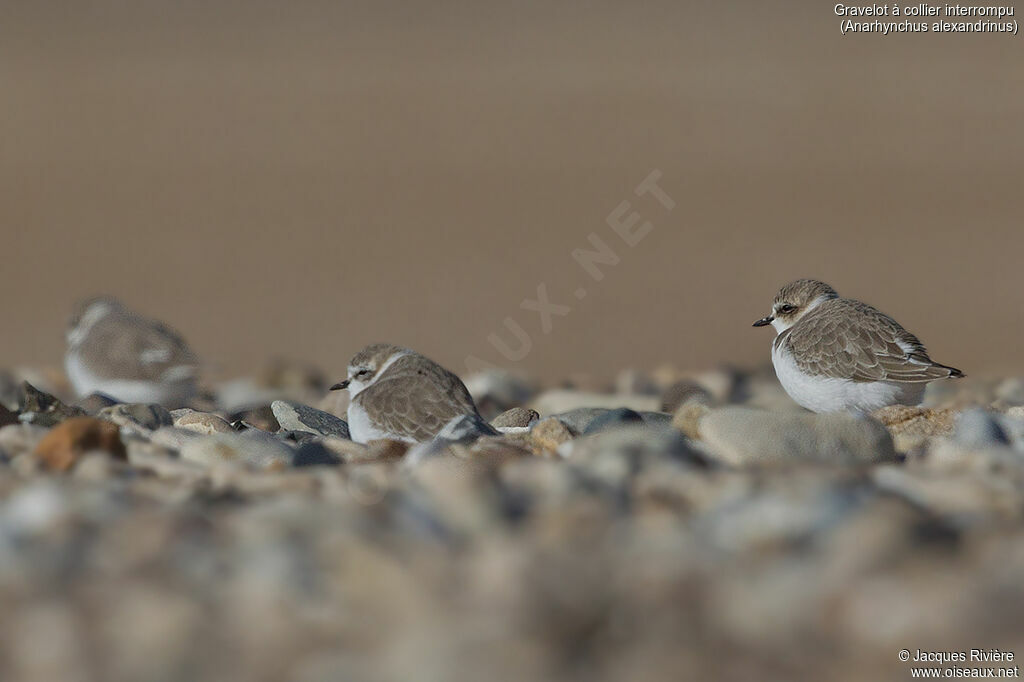 Gravelot à collier interrompuimmature, identification