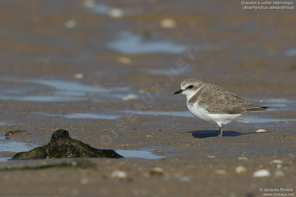 Gravelot à collier interrompuimmature, identification