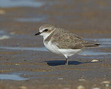 Kentish Plover