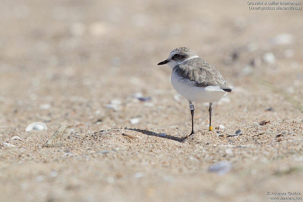 Kentish Ploveradult post breeding, identification