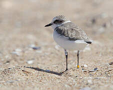 Kentish Plover