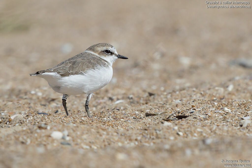 Kentish Ploveradult post breeding, identification