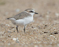 Kentish Plover