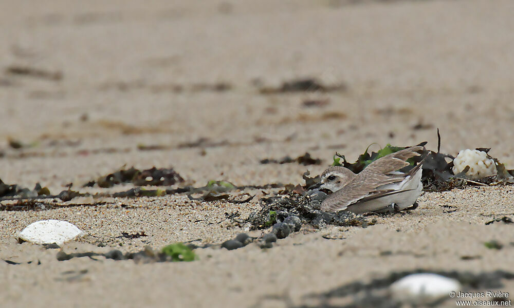 Kentish Plover female adult breeding, Behaviour