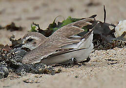 Kentish Plover