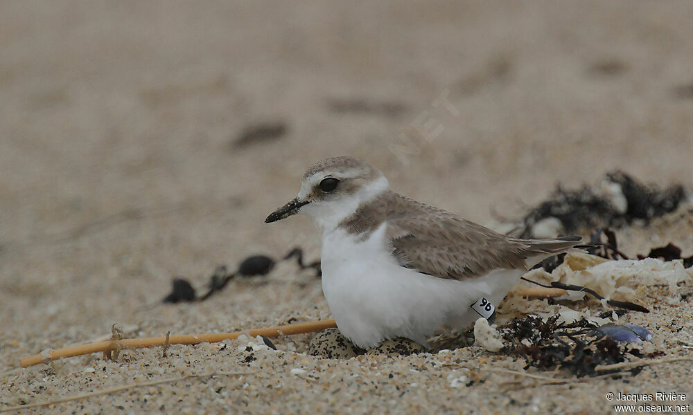 Kentish Plover female adult breeding, Reproduction-nesting