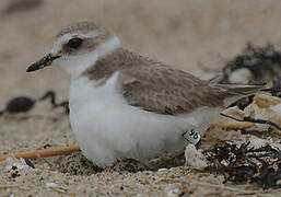 Kentish Plover