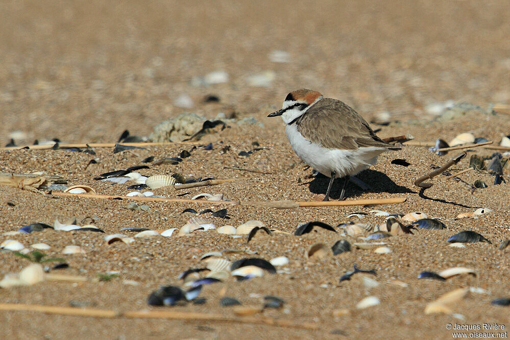 Kentish Plover male adult breeding