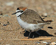 Kentish Plover