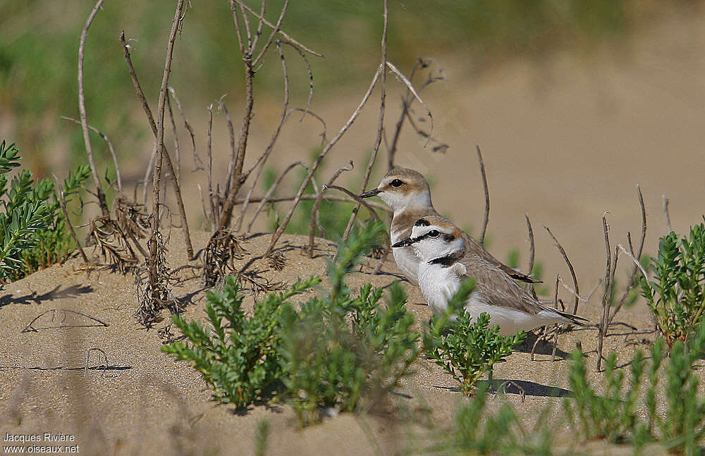 Gravelot à collier interrompuadulte nuptial, habitat