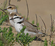 Kentish Plover