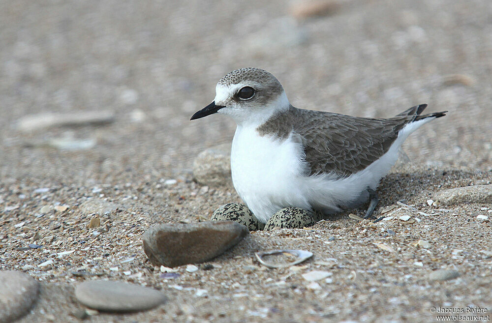 Kentish Plover female adult breeding, Reproduction-nesting