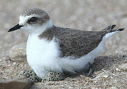 Kentish Plover