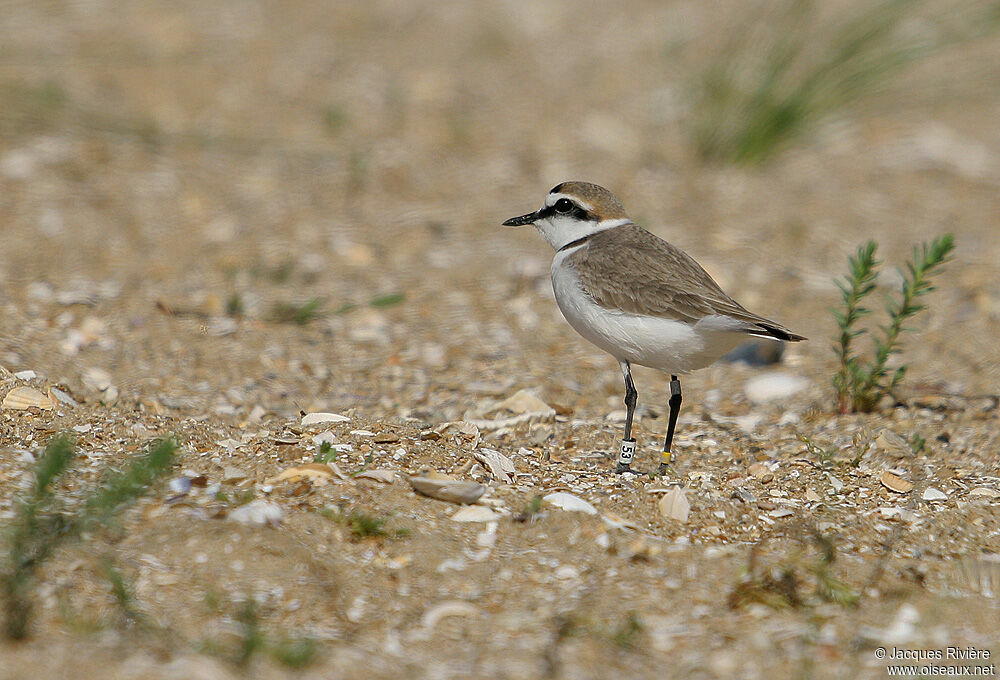 Gravelot à collier interrompu mâle adulte nuptial