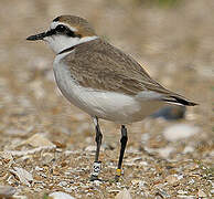 Kentish Plover