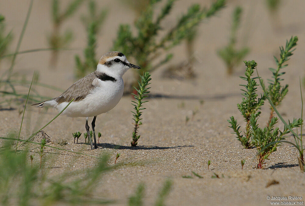 Kentish Plover male adult breeding, identification