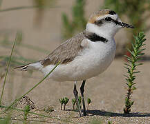 Kentish Plover