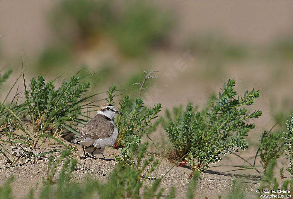 Kentish Plover male adult breeding, Behaviour