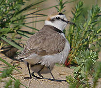 Kentish Plover