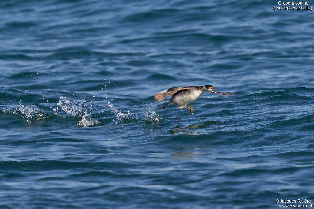 Black-necked Grebeadult post breeding, identification, walking