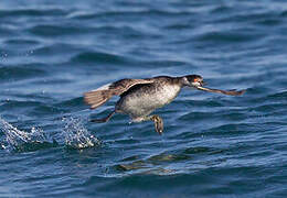 Black-necked Grebe