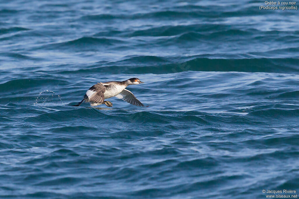 Black-necked Grebeadult post breeding, identification, Flight, walking