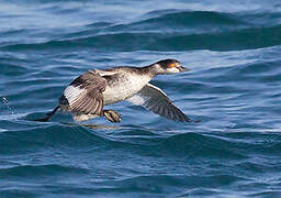 Black-necked Grebe