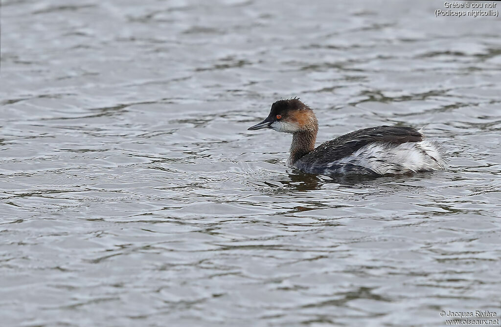 Grèbe à cou noirimmature, identification, nage