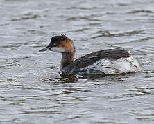 Black-necked Grebe