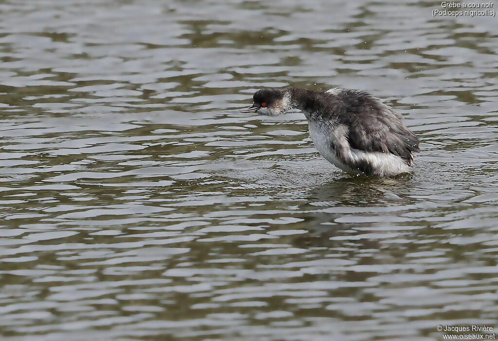 Black-necked Grebeadult post breeding, identification, swimming