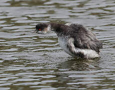 Black-necked Grebe