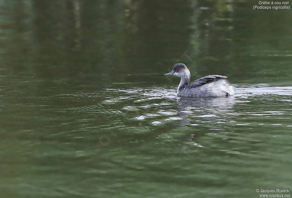 Black-necked Grebeadult post breeding, identification, swimming