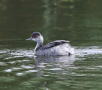 Black-necked Grebe