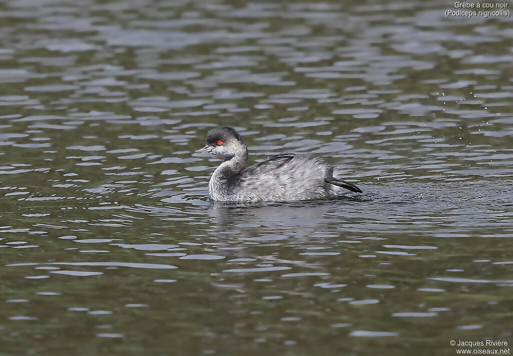 Black-necked Grebeadult post breeding, identification, swimming