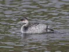 Black-necked Grebe