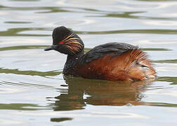 Black-necked Grebe