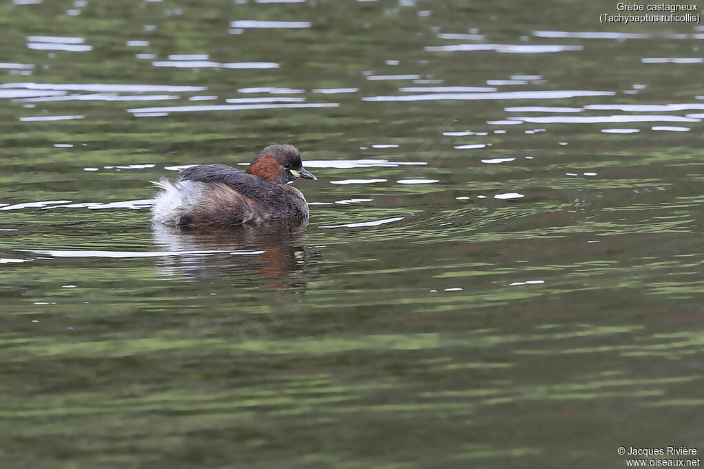 Little Grebeadult breeding, identification, swimming