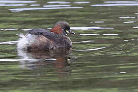 Little Grebe