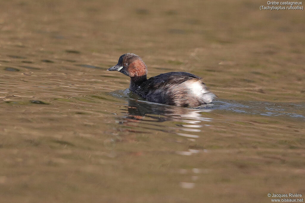 Little Grebeadult breeding, identification, swimming