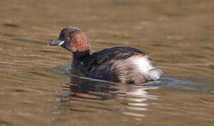 Little Grebe